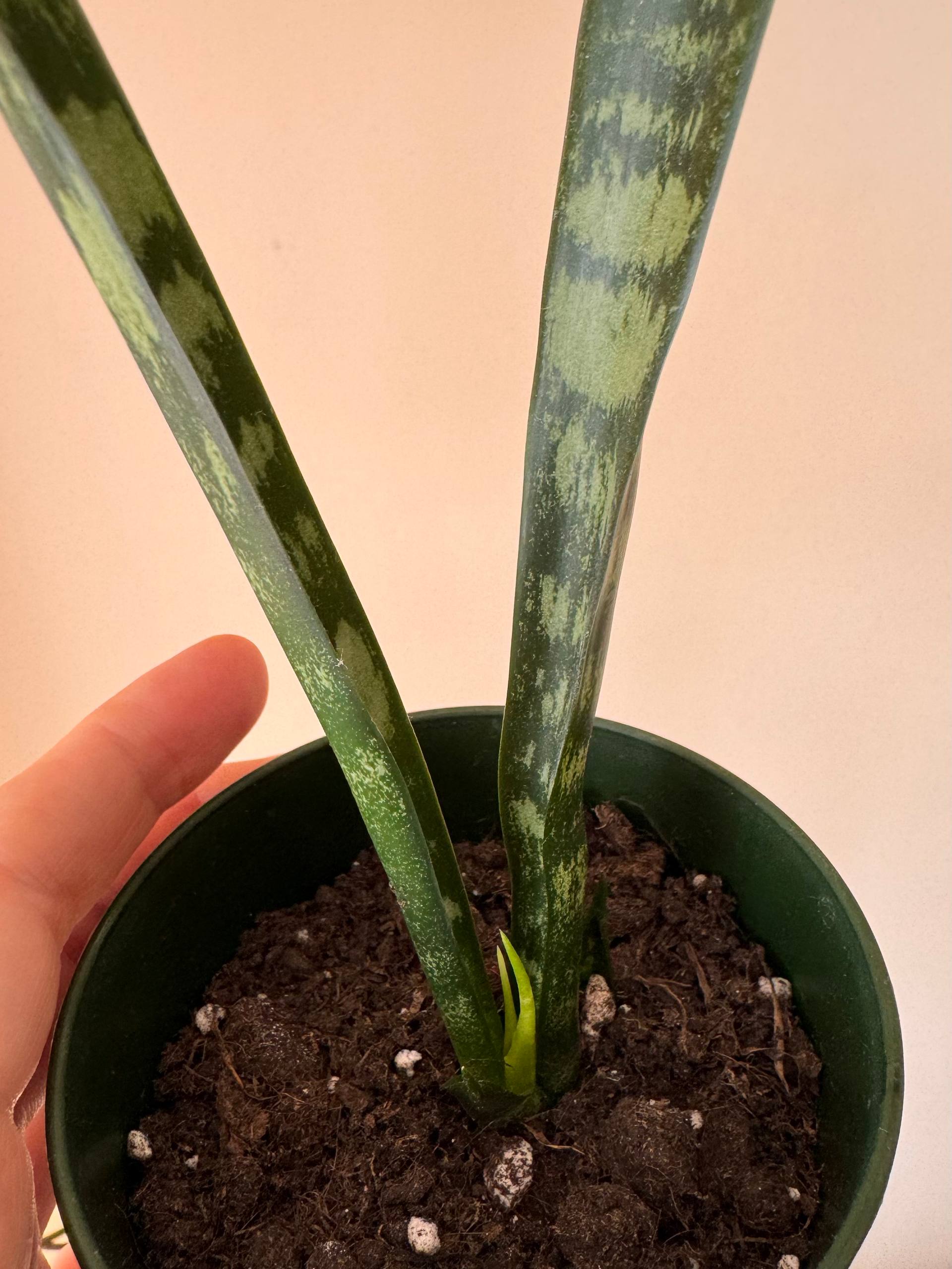 Sansevieria photo 3