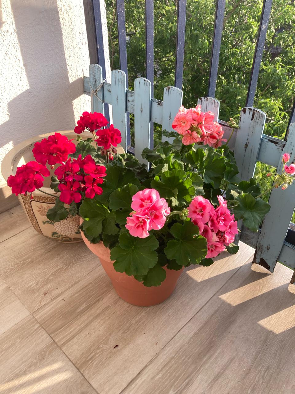 cvjetovi za balkon