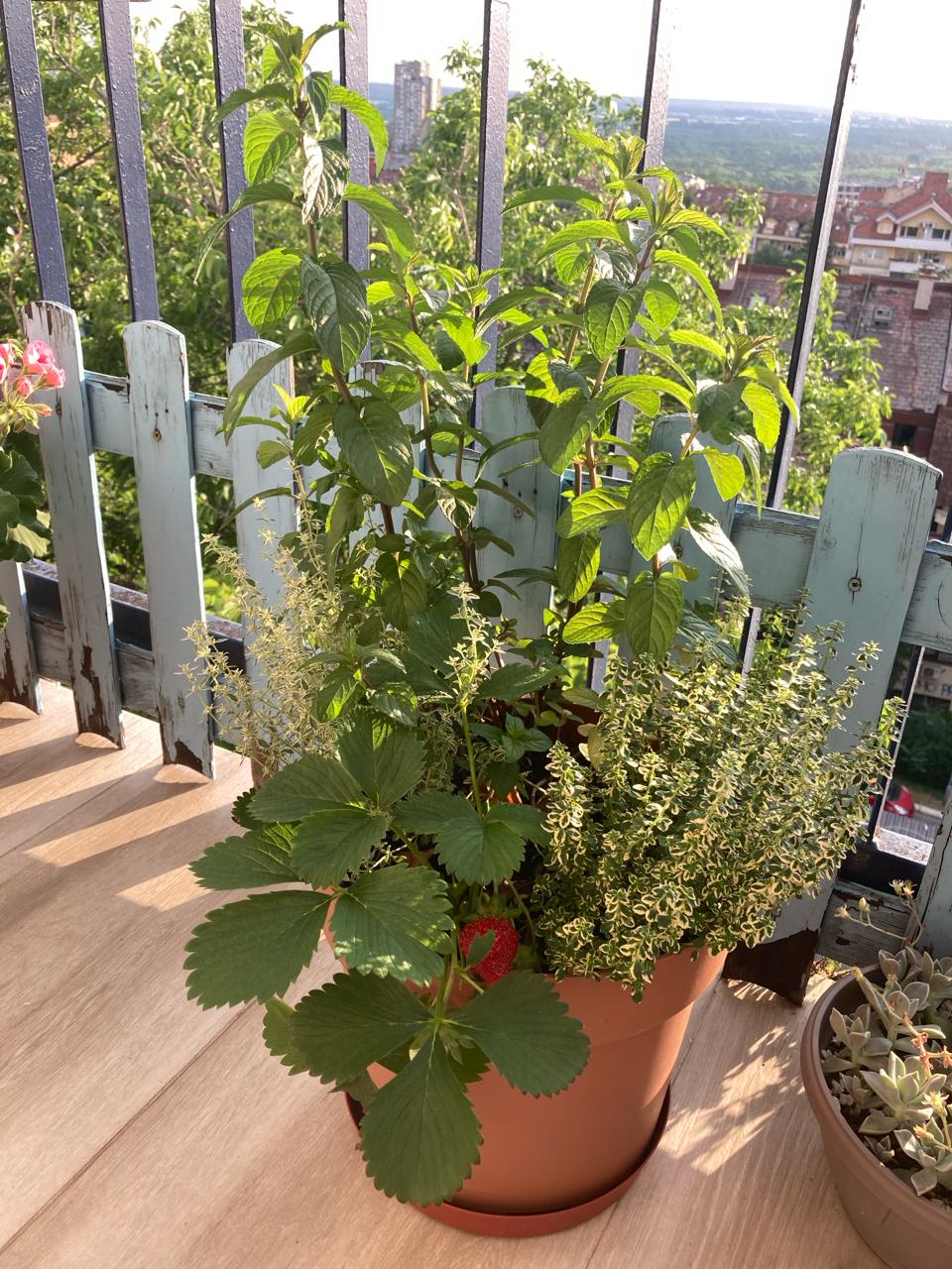 cvjetovi za balkon photo 2
