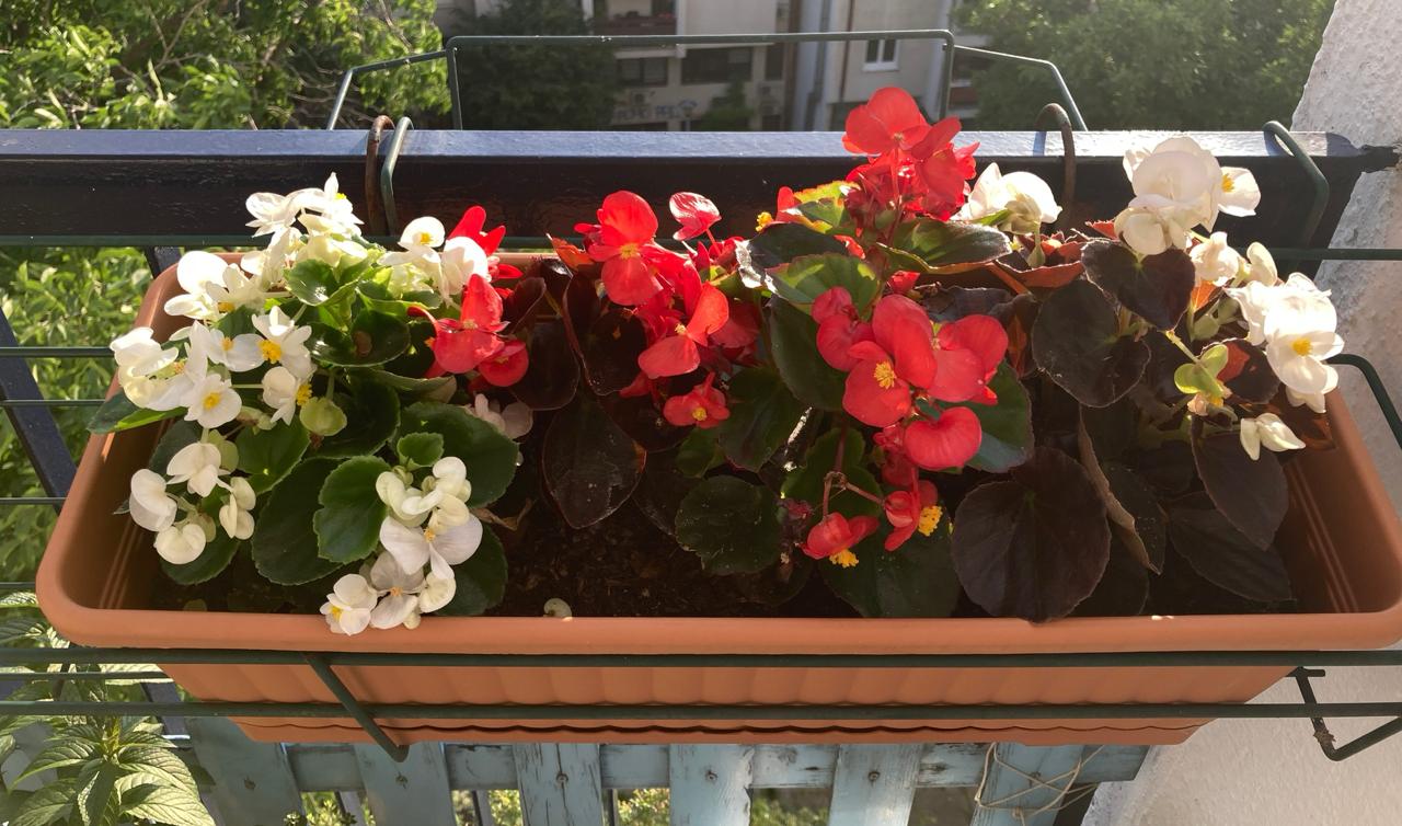 cvjetovi za balkon photo 3