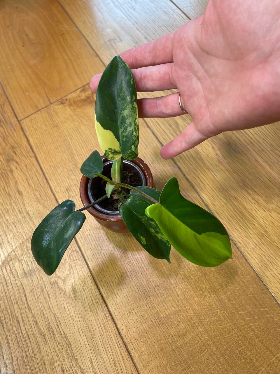 Filodendron Florida Beauty (Магична маска)