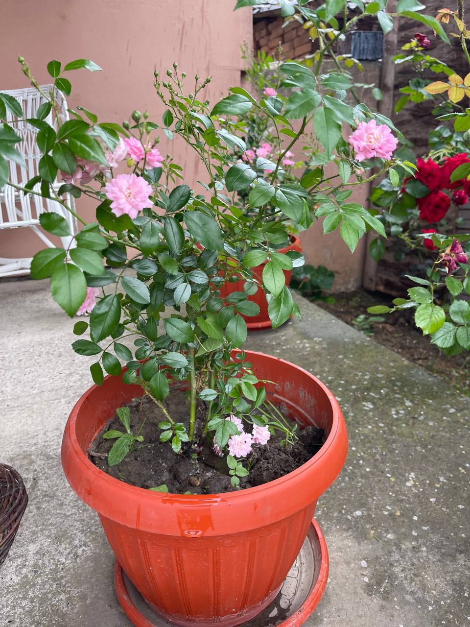Rosa krusna MINI