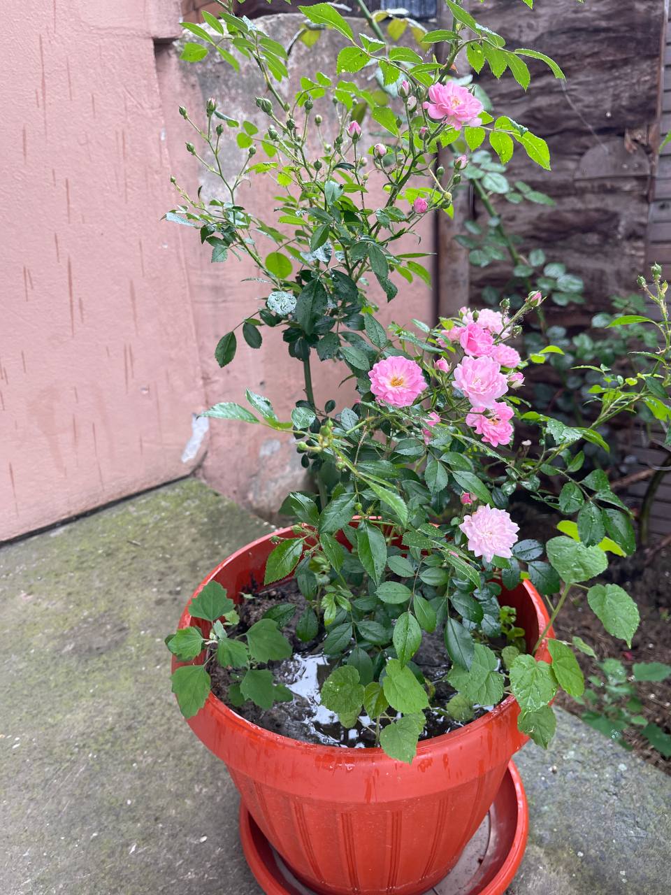 Rosa krusna MINI photo 2