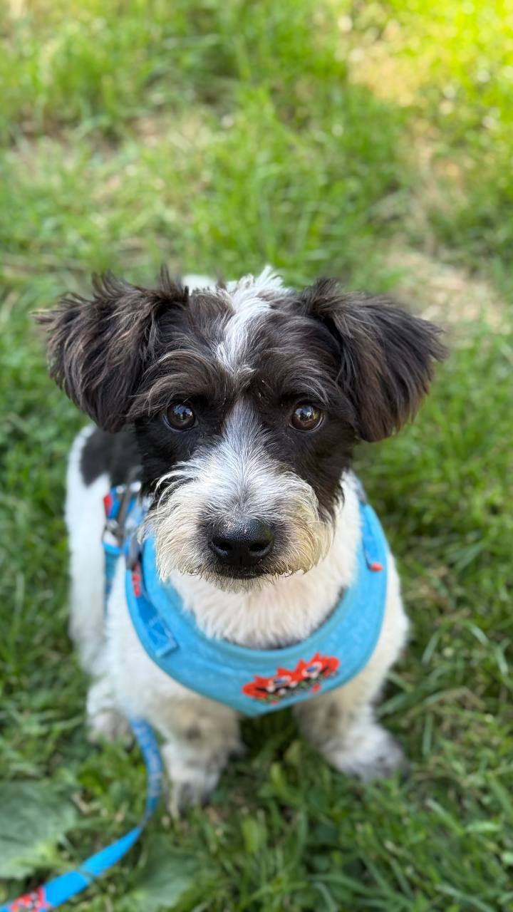 Puppy