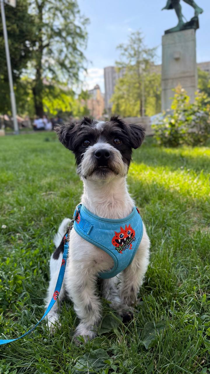 Puppy photo 4