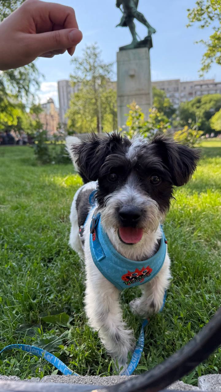 Puppy photo 5