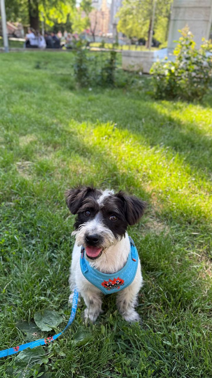 Puppy photo 8