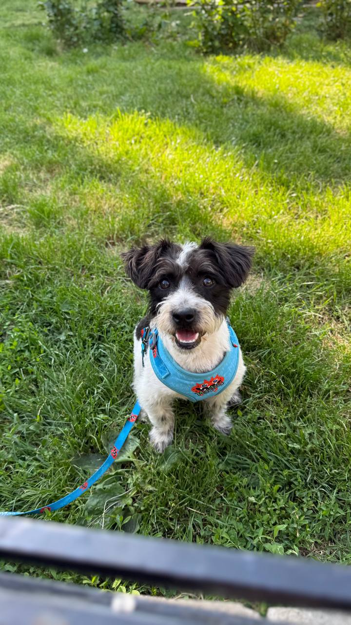 Puppy photo 9