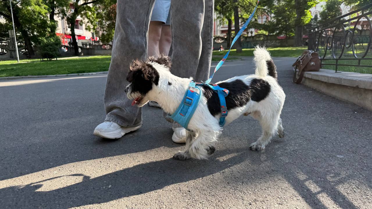 Puppy photo 10