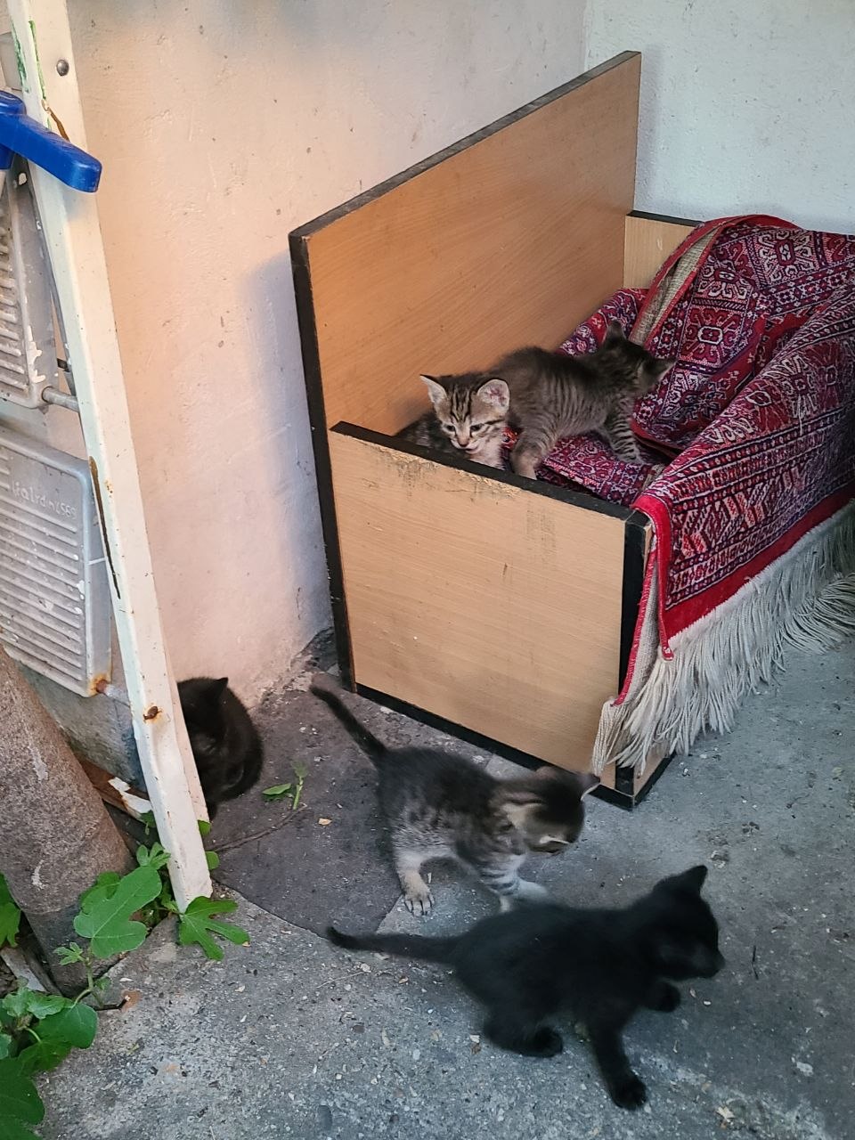 котята