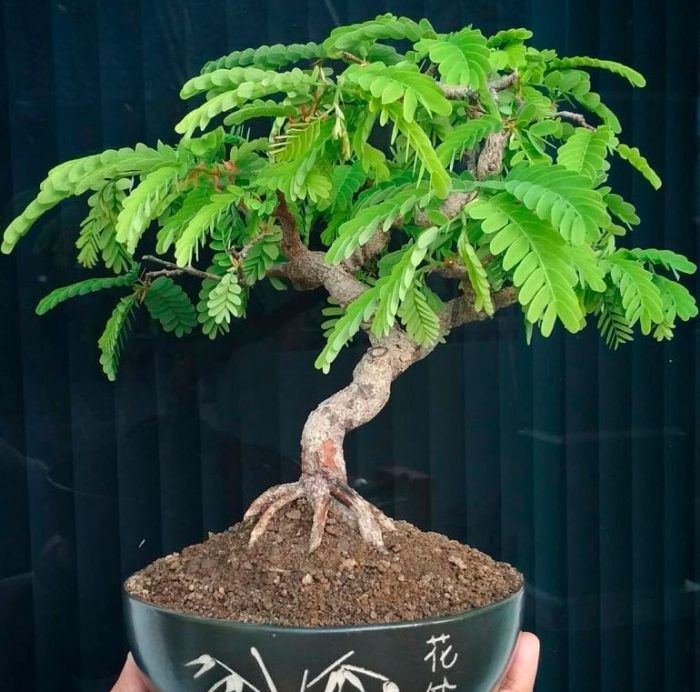 Moringa oleifera photo 2
