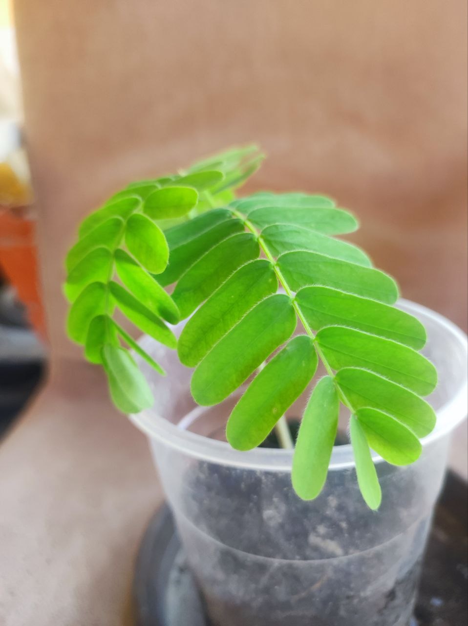Moringa oleifera photo 3