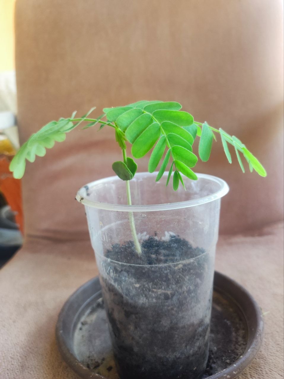 Moringa oleifera photo 4