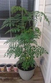 Moringa oleifera photo 5
