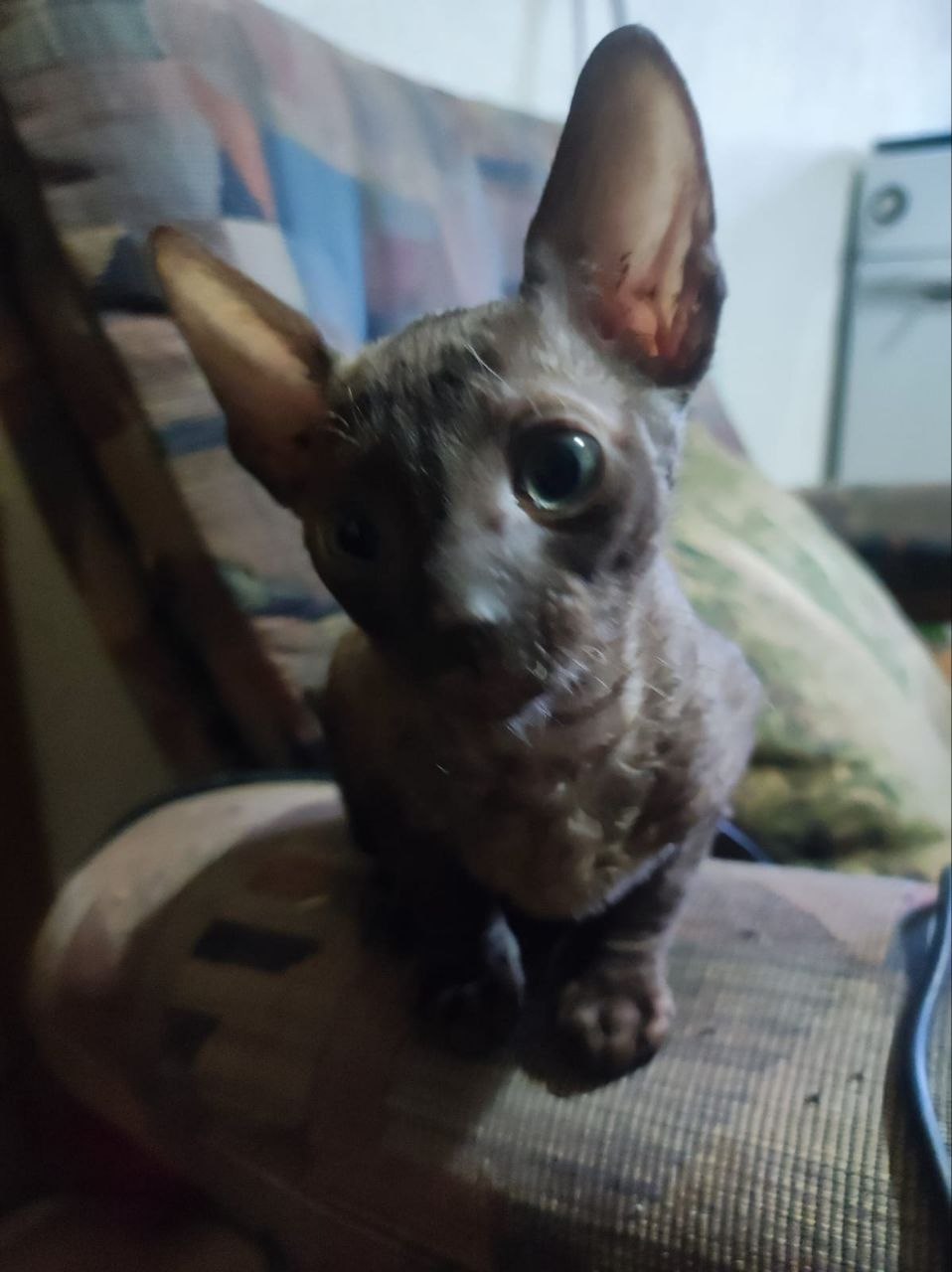 Котята породы корниш-рекс photo 3