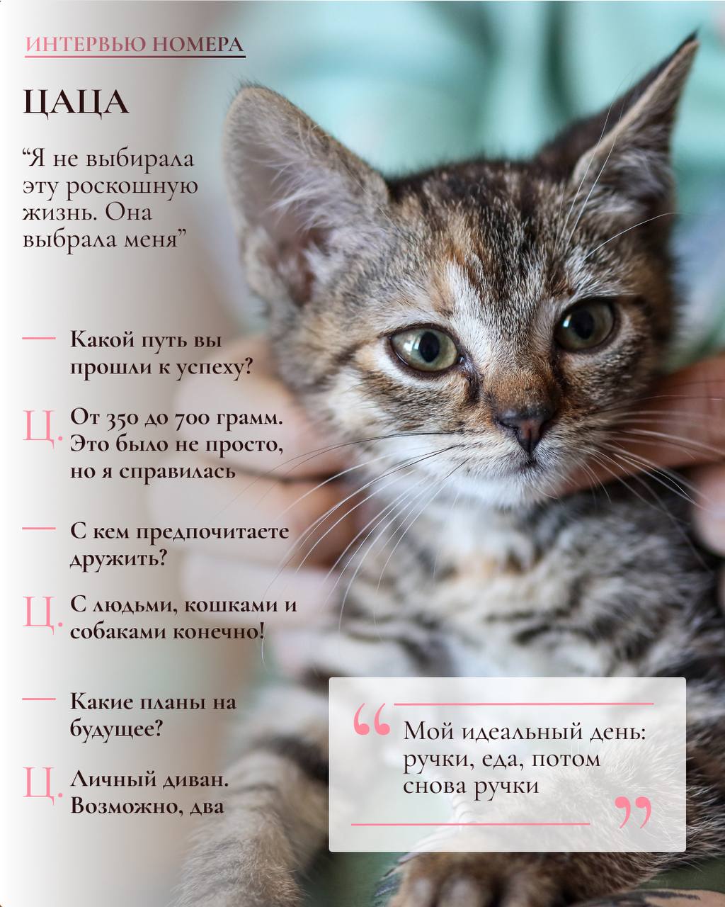 Mačka Tsatsa photo 2