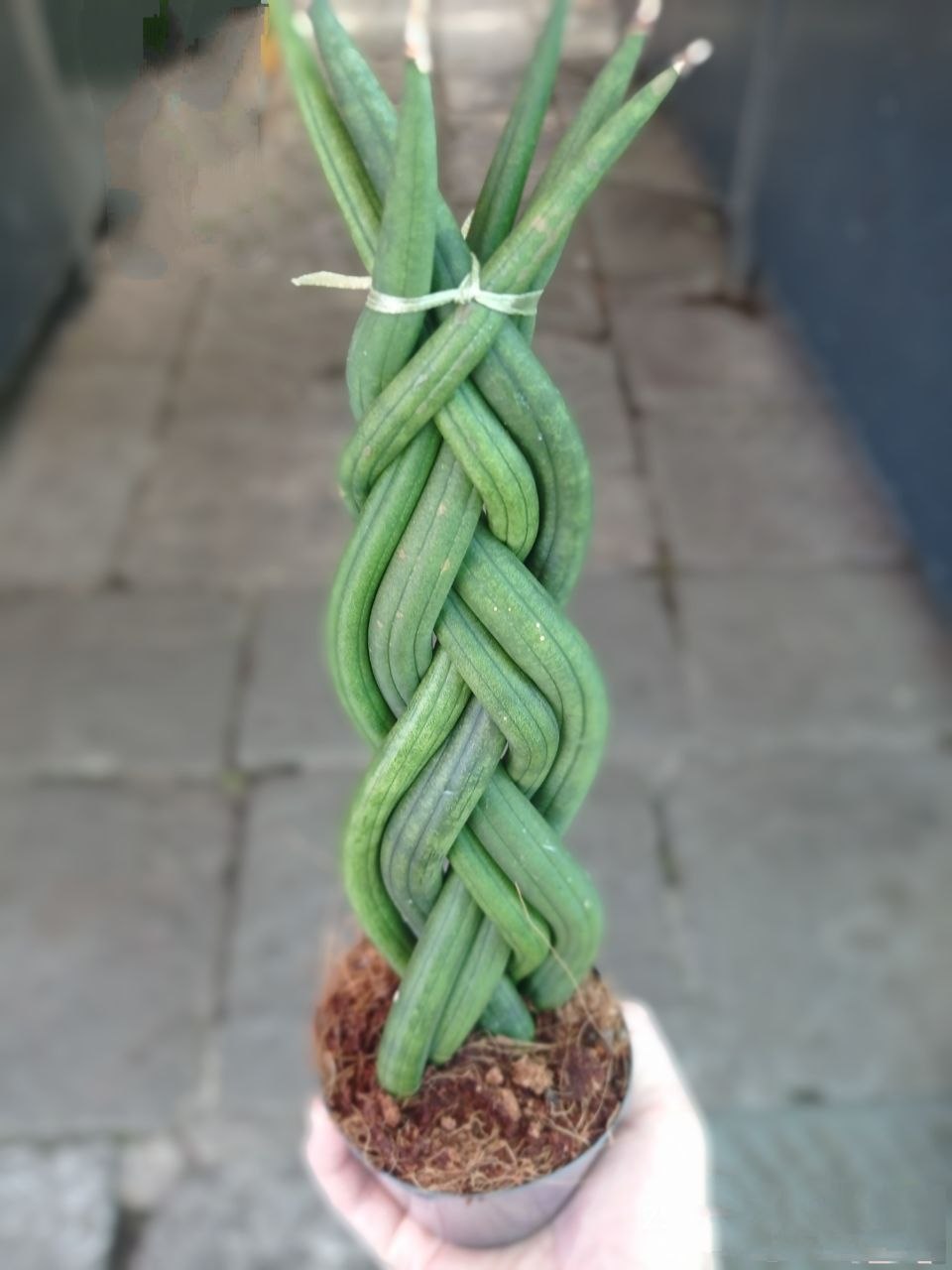 Sansevierija Cilindrika ‘Kosa’