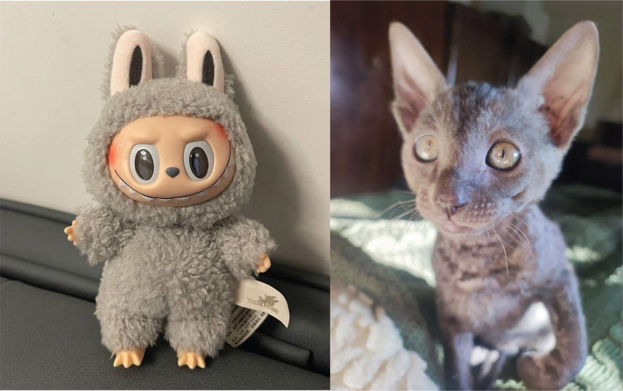 Котлета, Лабубу, Корниш Рекс