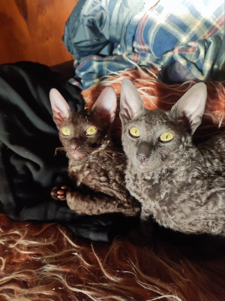 Котлета, Лабубу, Корниш Рекс photo 3