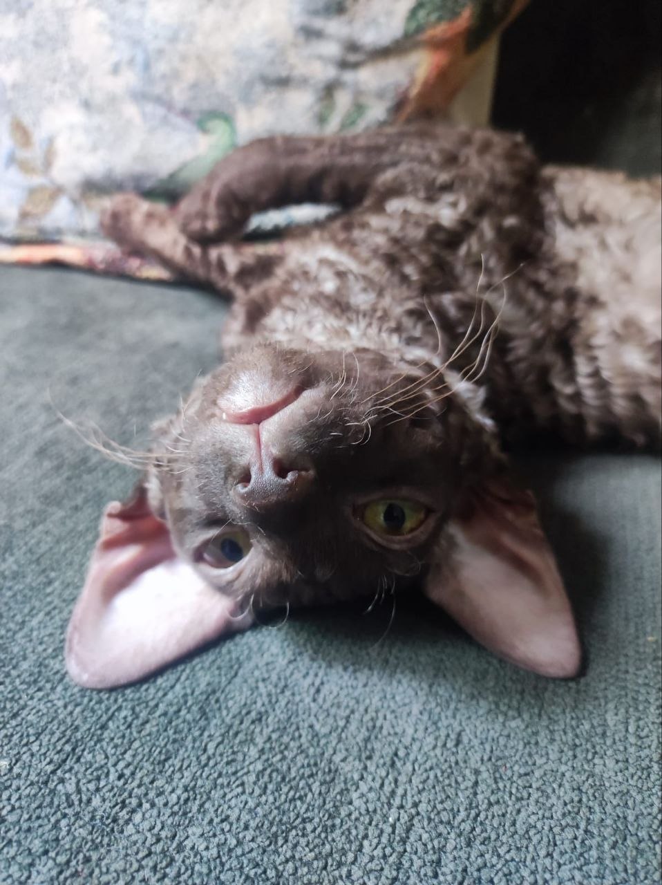 Котлета, Лабубу, Корниш Рекс photo 4