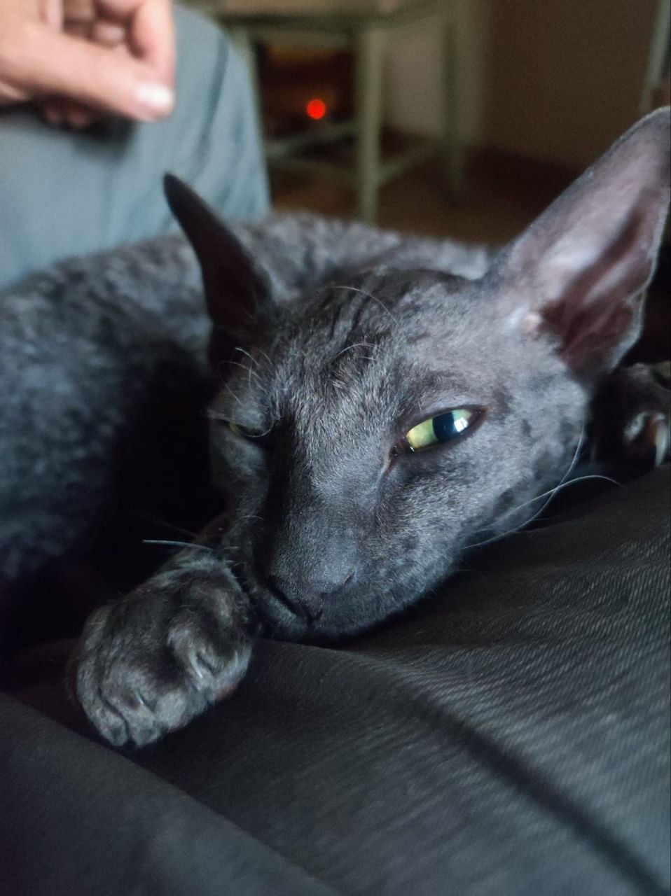 Котлета, Лабубу, Корниш Рекс photo 5
