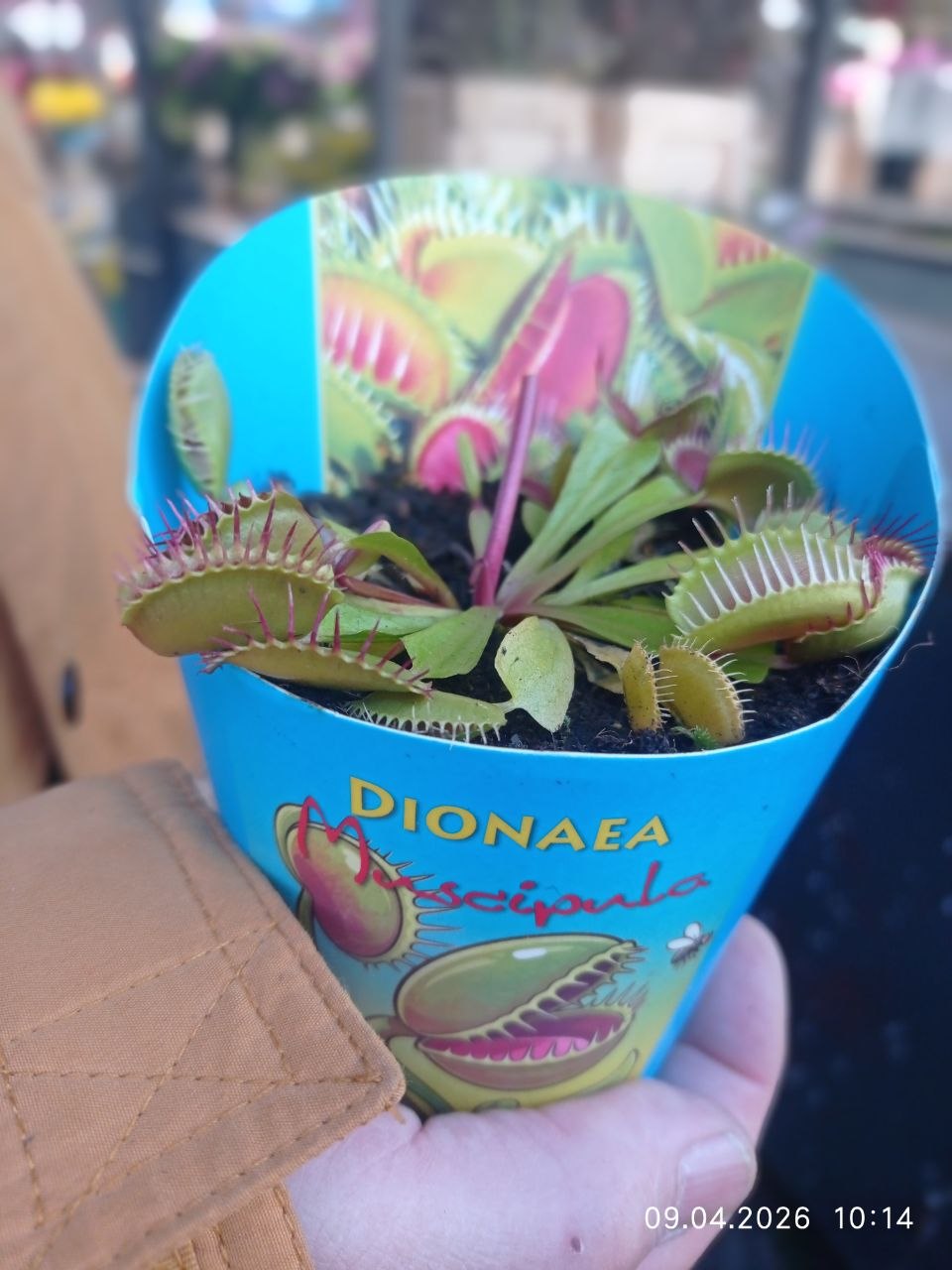 Венерина мухоловка (Dionaea)