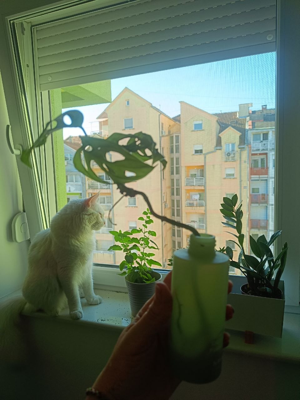Monstera Manki photo 2