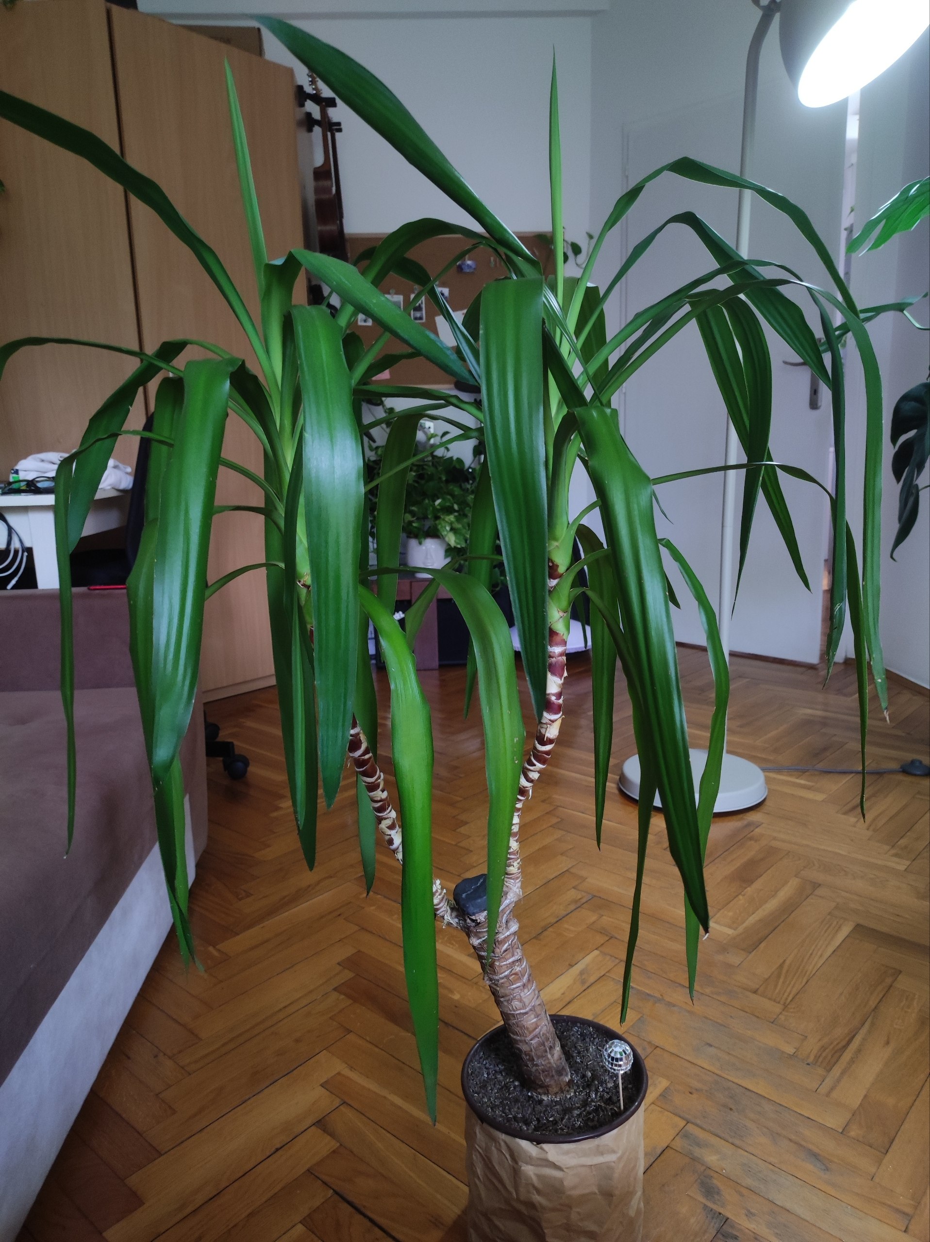 Јука