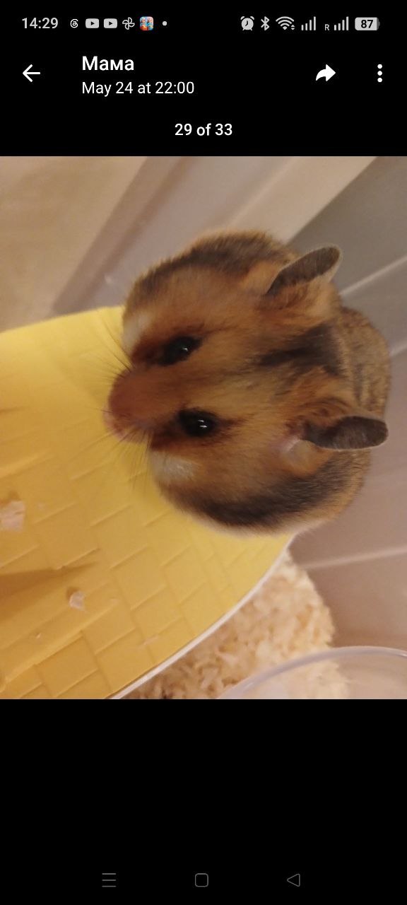 hamster
