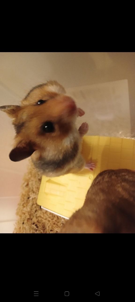 hamster photo 2