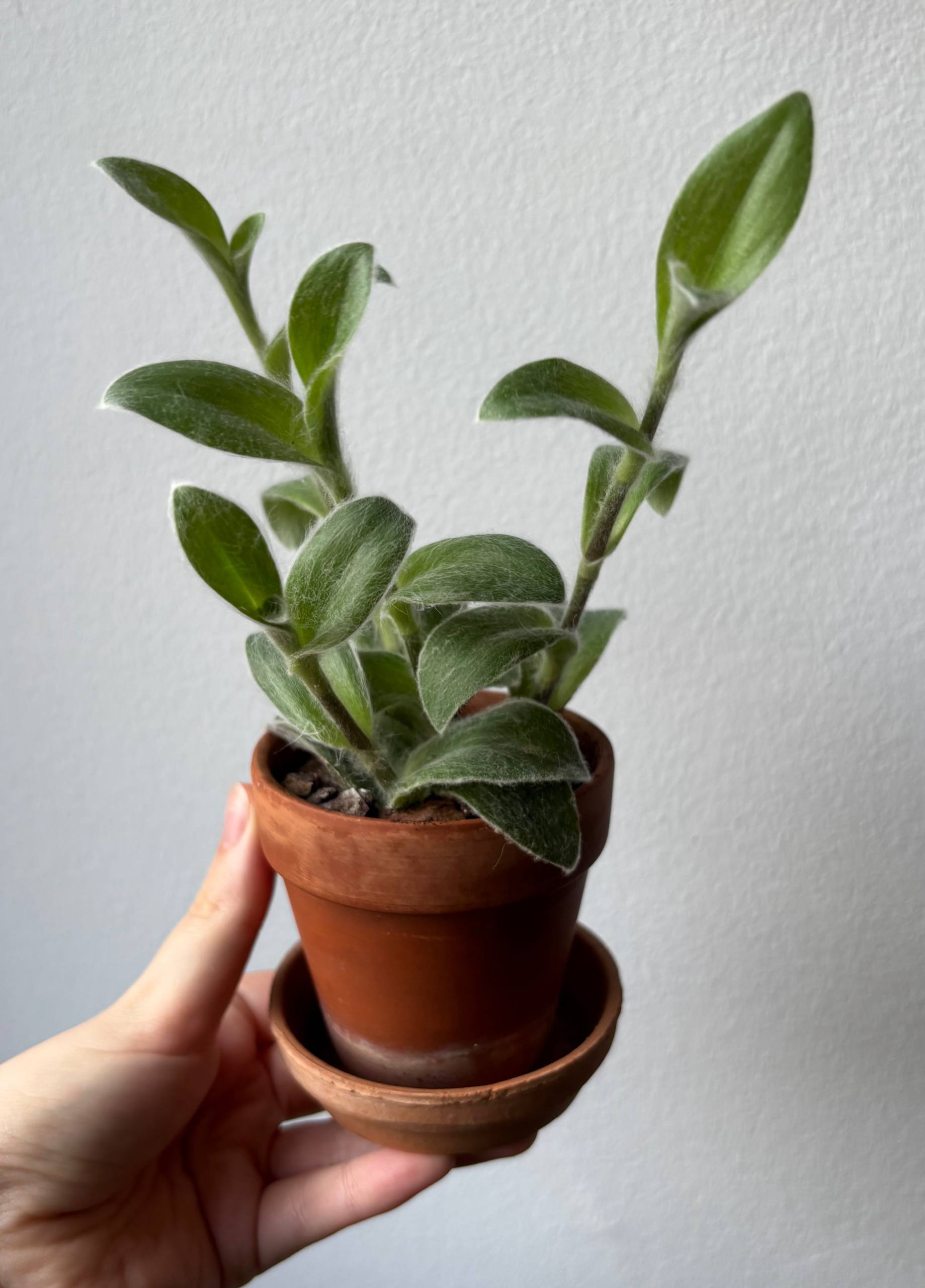 Tradescantia silmo montana