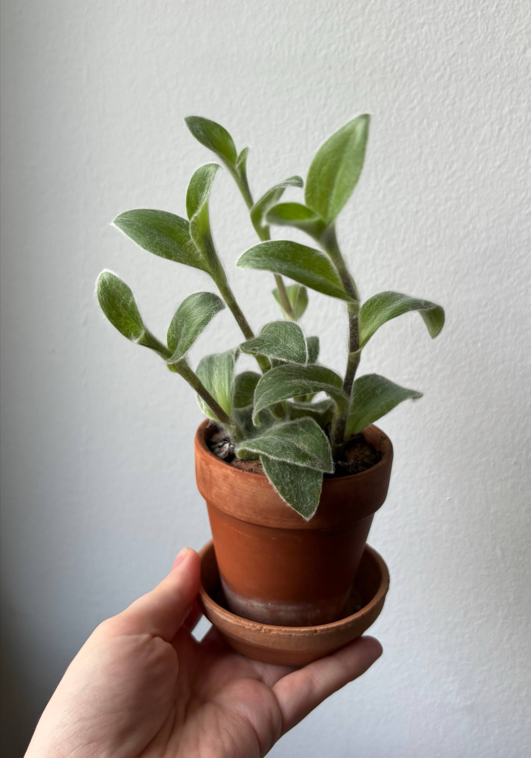 Tradescantia silmo montana photo 2