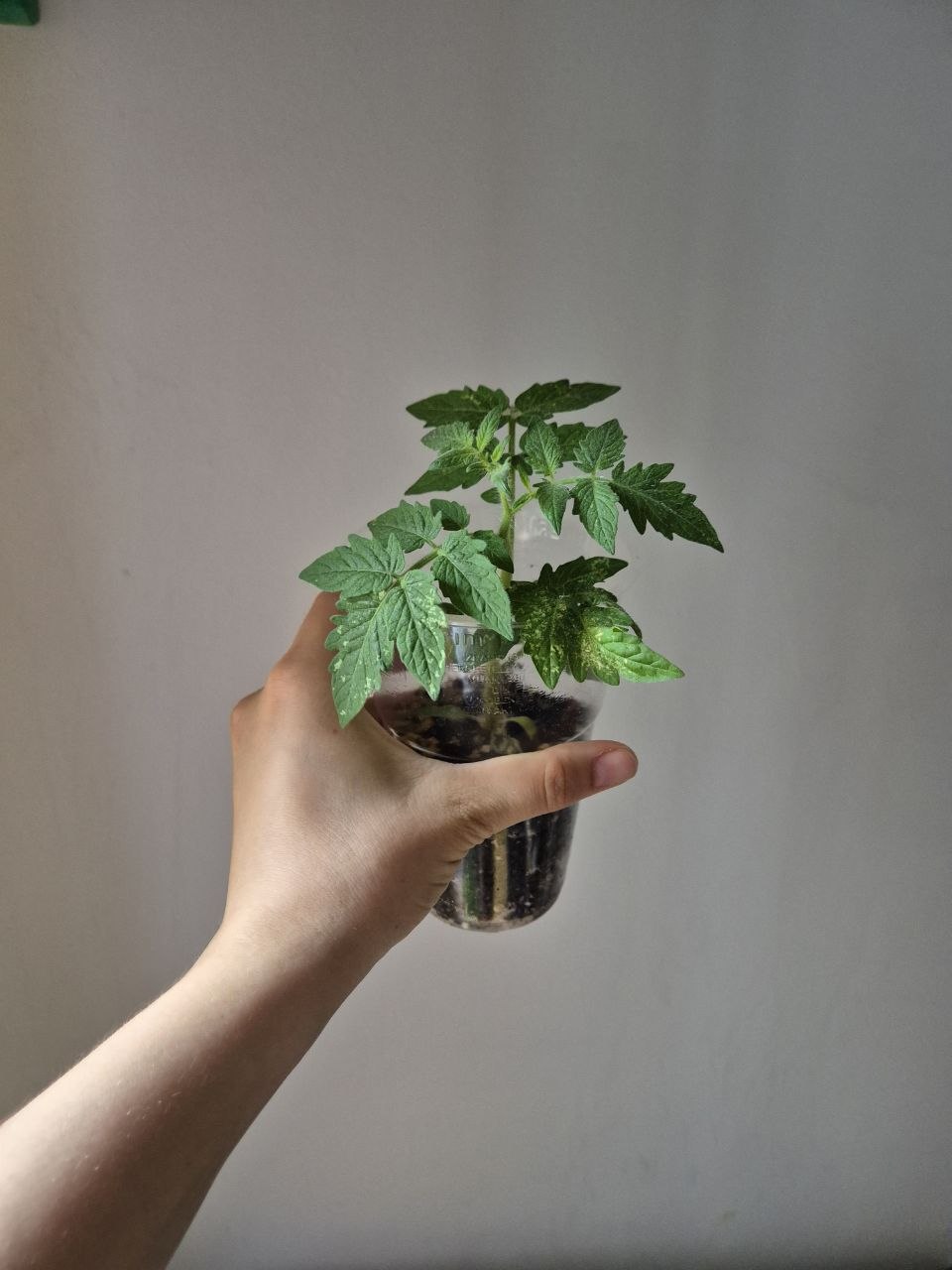 балконене домати photo 2