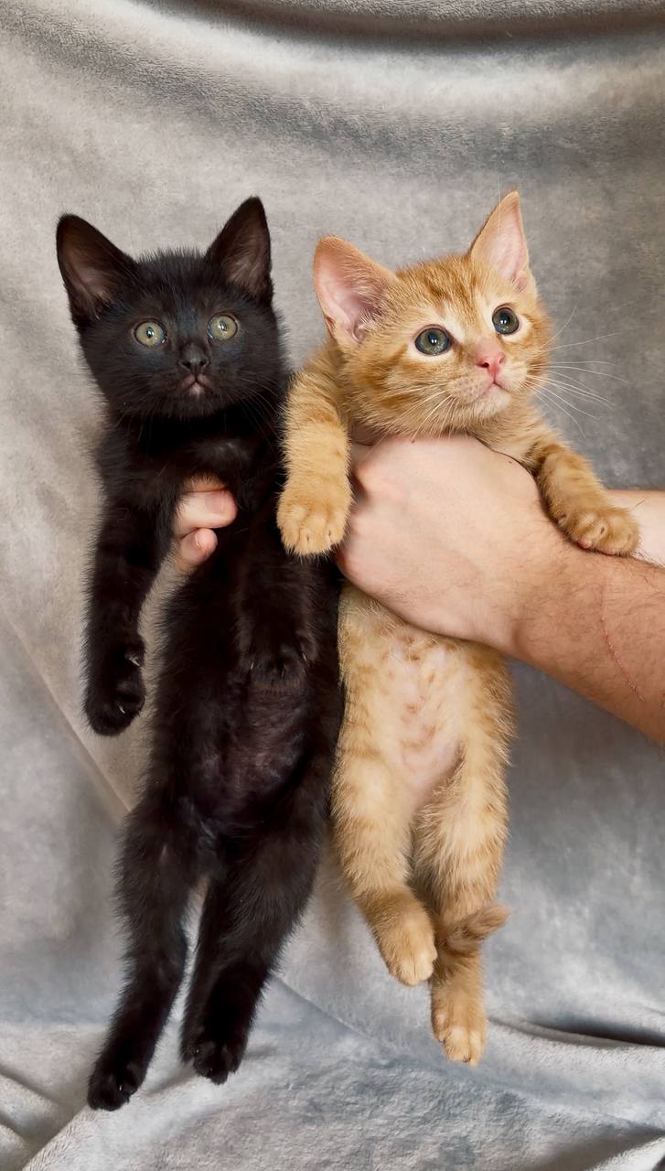 Kittens