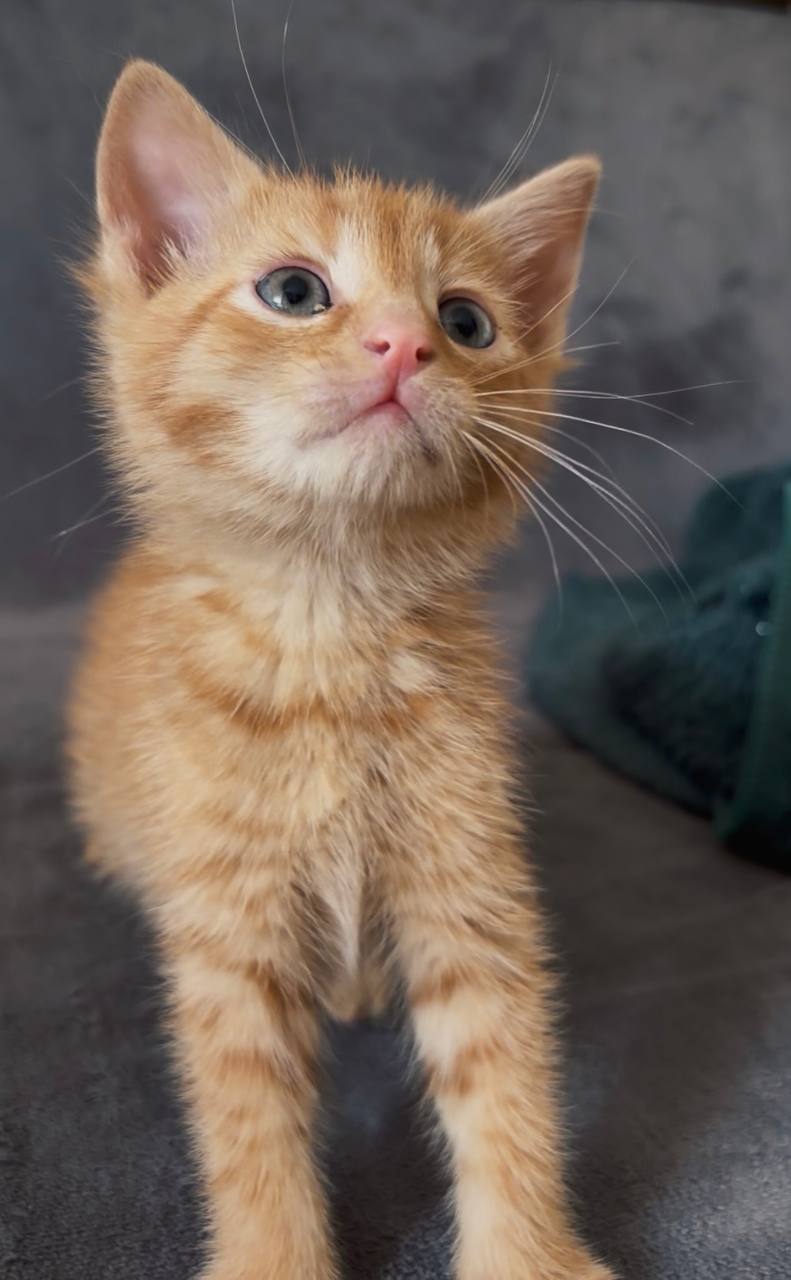 Kittens photo 2