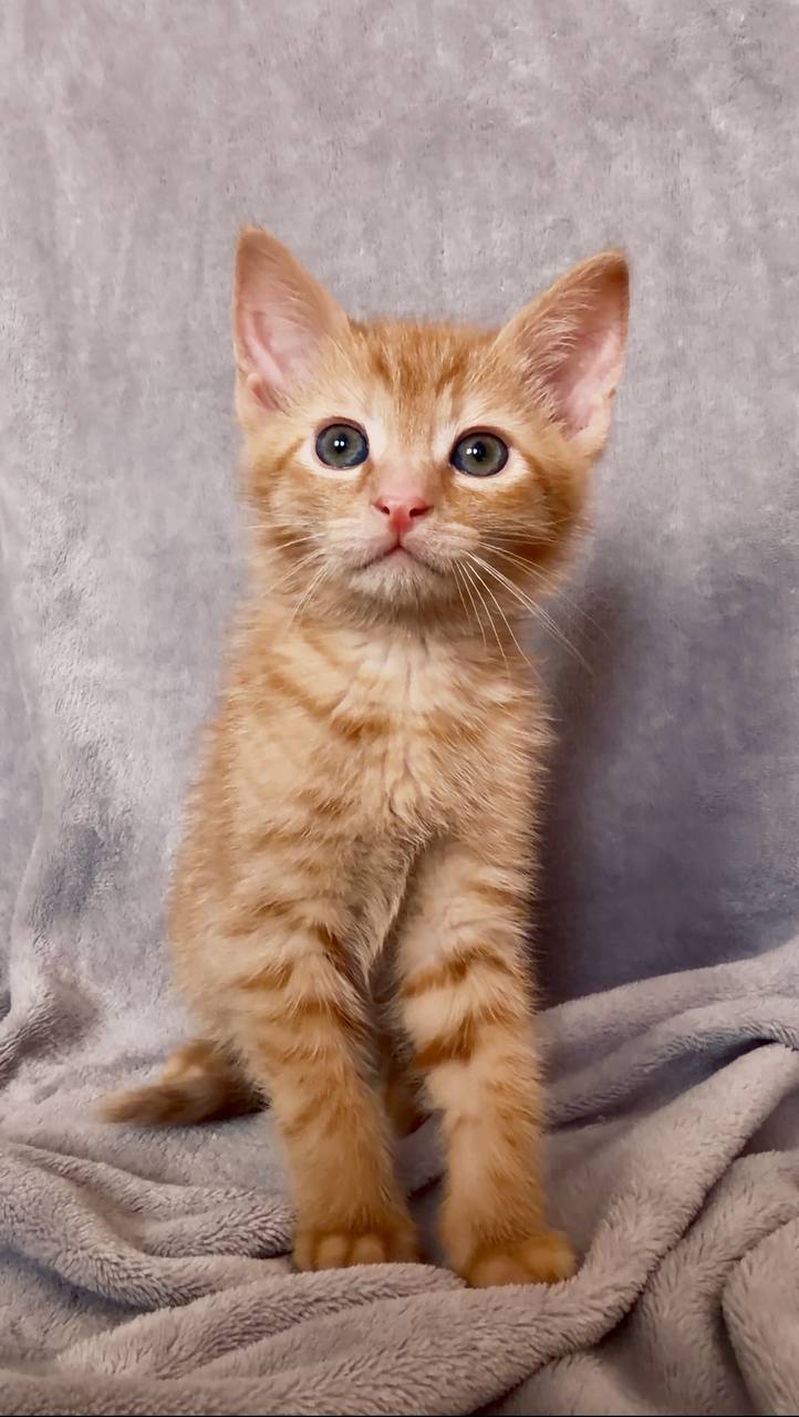 Kittens photo 3