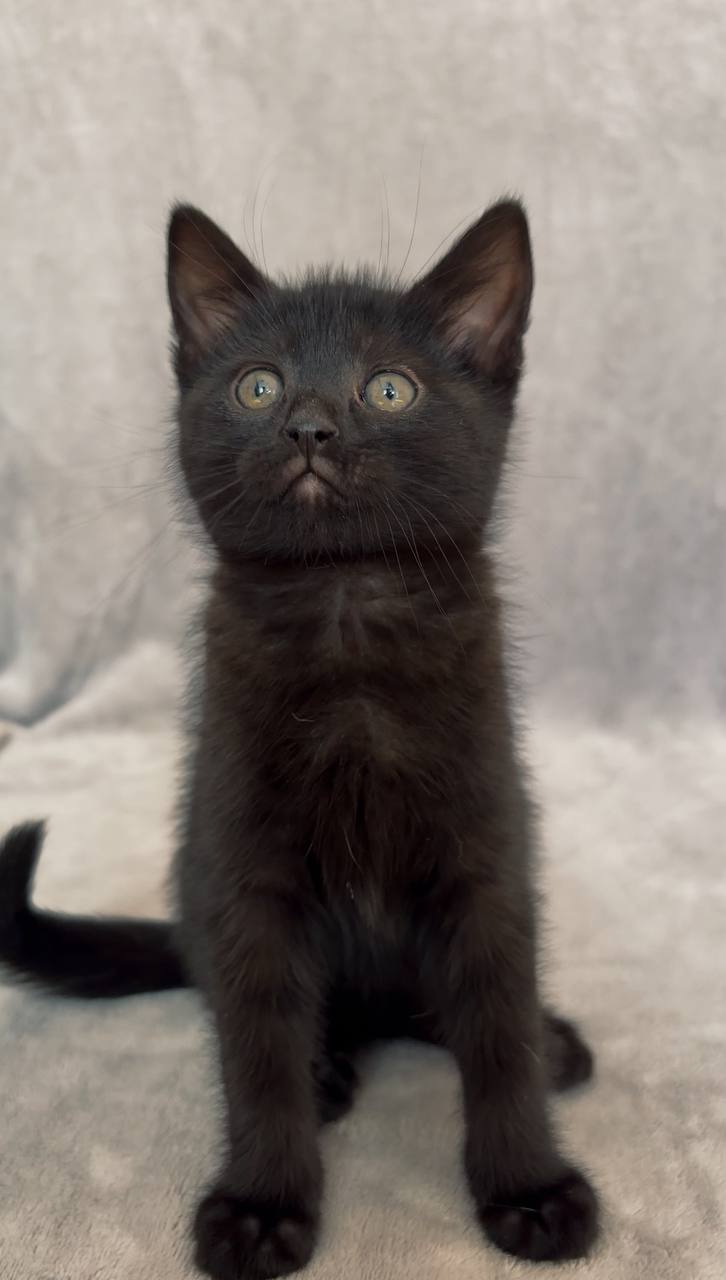 Kittens photo 4