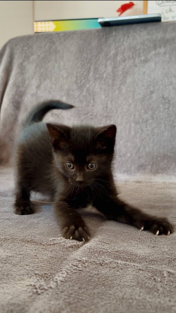 Kittens photo 5