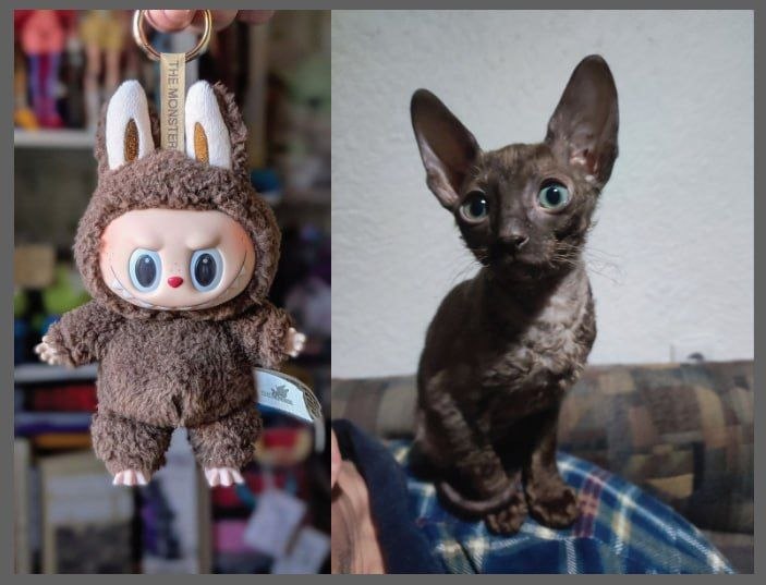 Kittens of the Cornish Rex breed