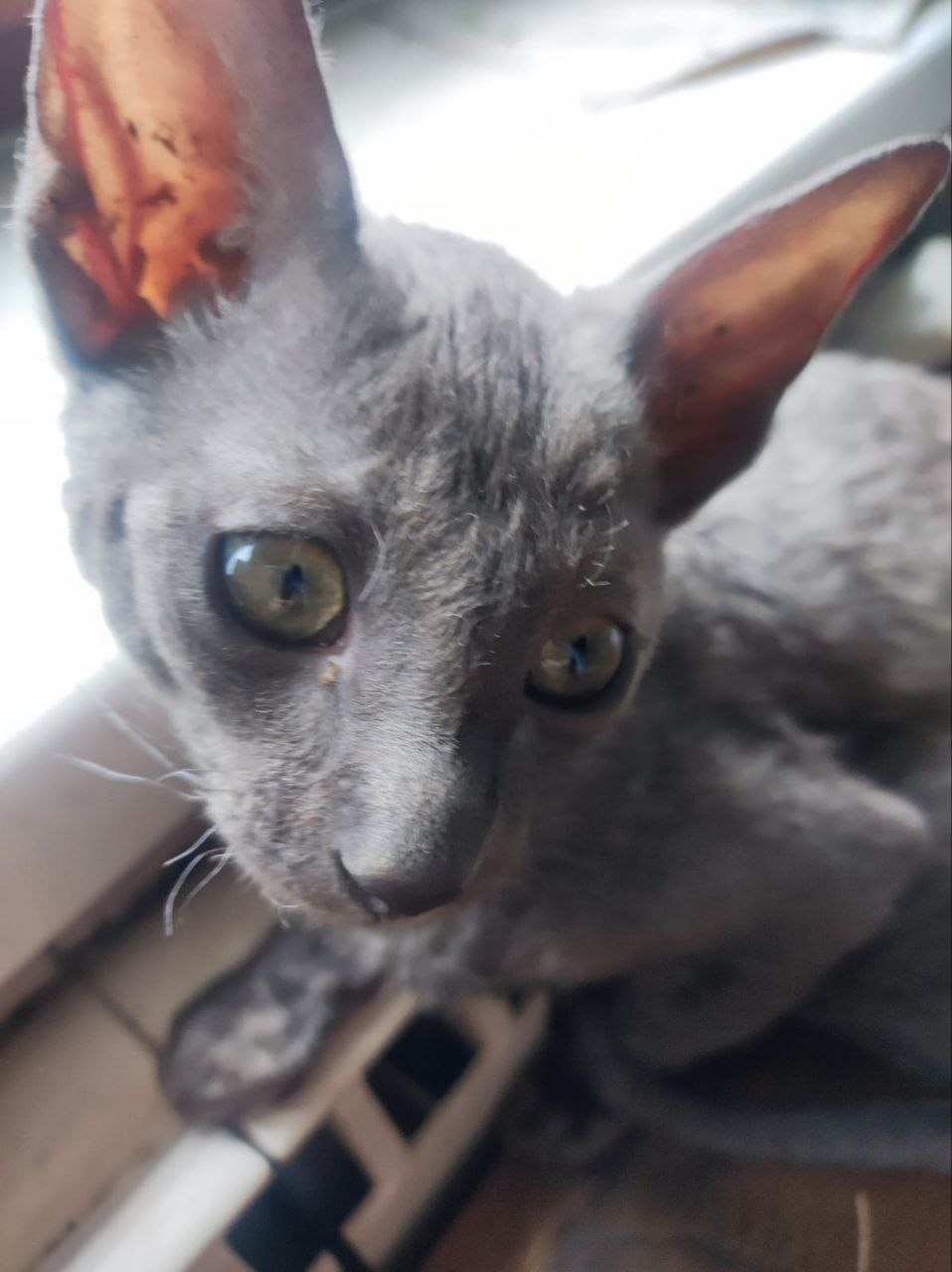 Kittens of the Cornish Rex breed photo 5