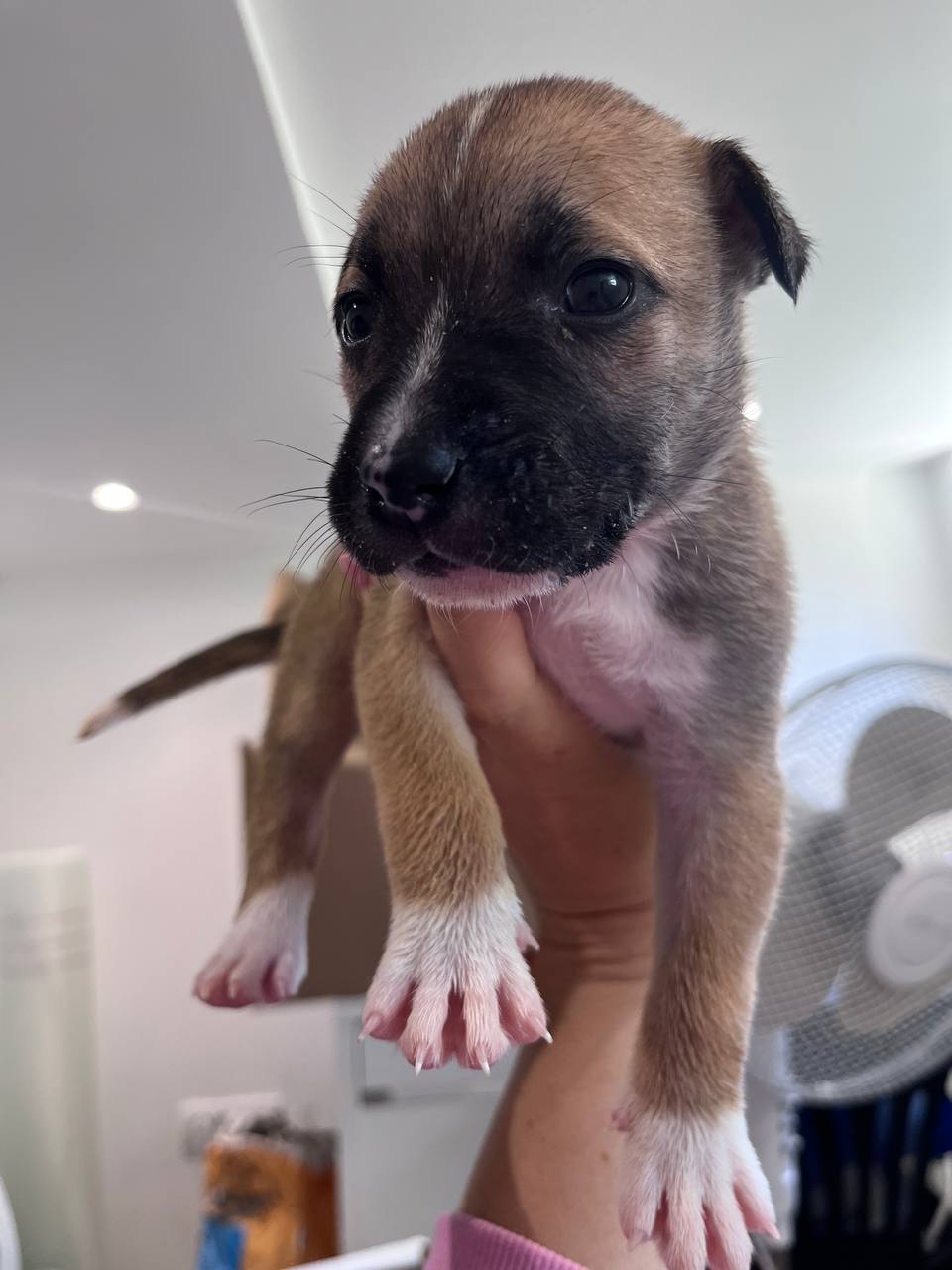 puppies