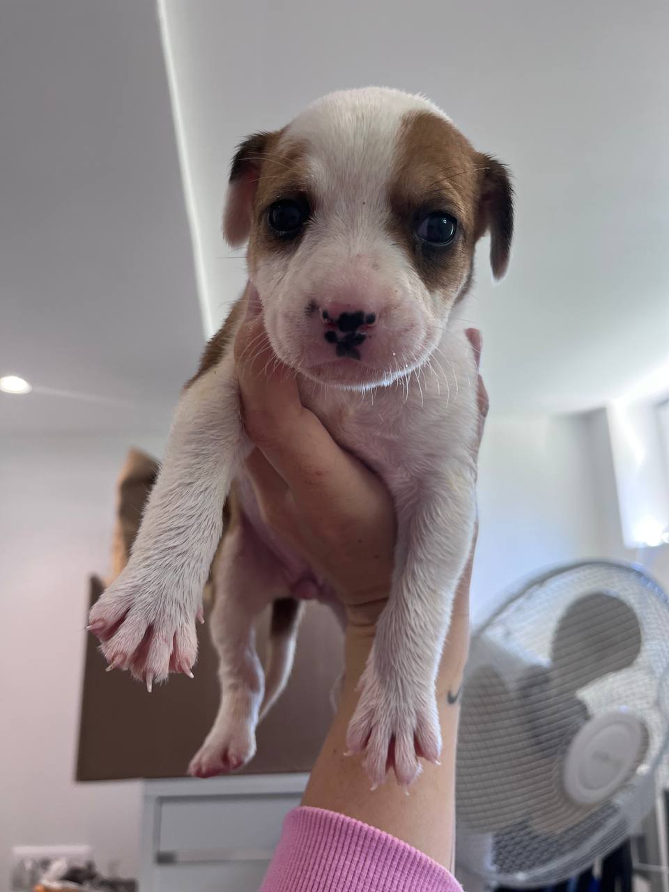 puppies photo 2