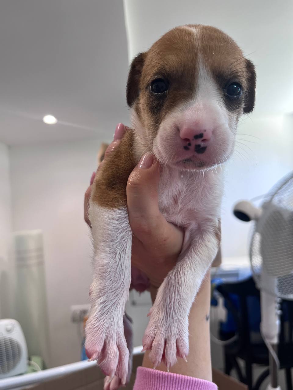 puppies photo 3
