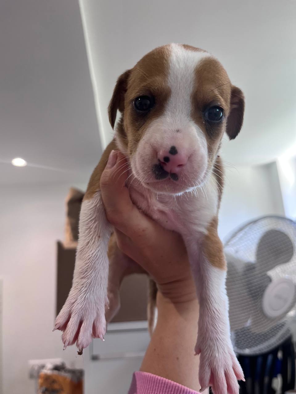 puppies photo 4
