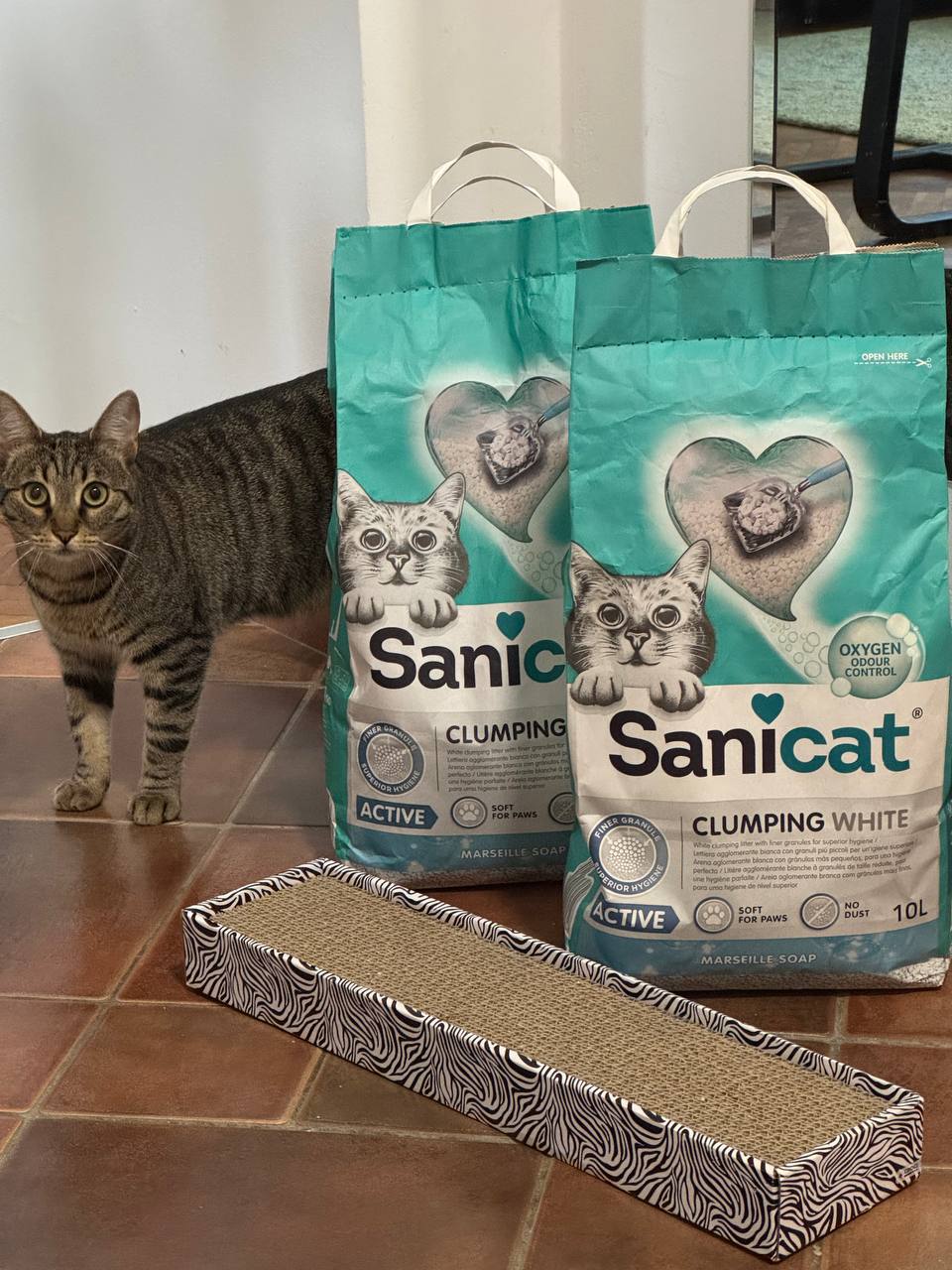 Sanicat klumpa bela