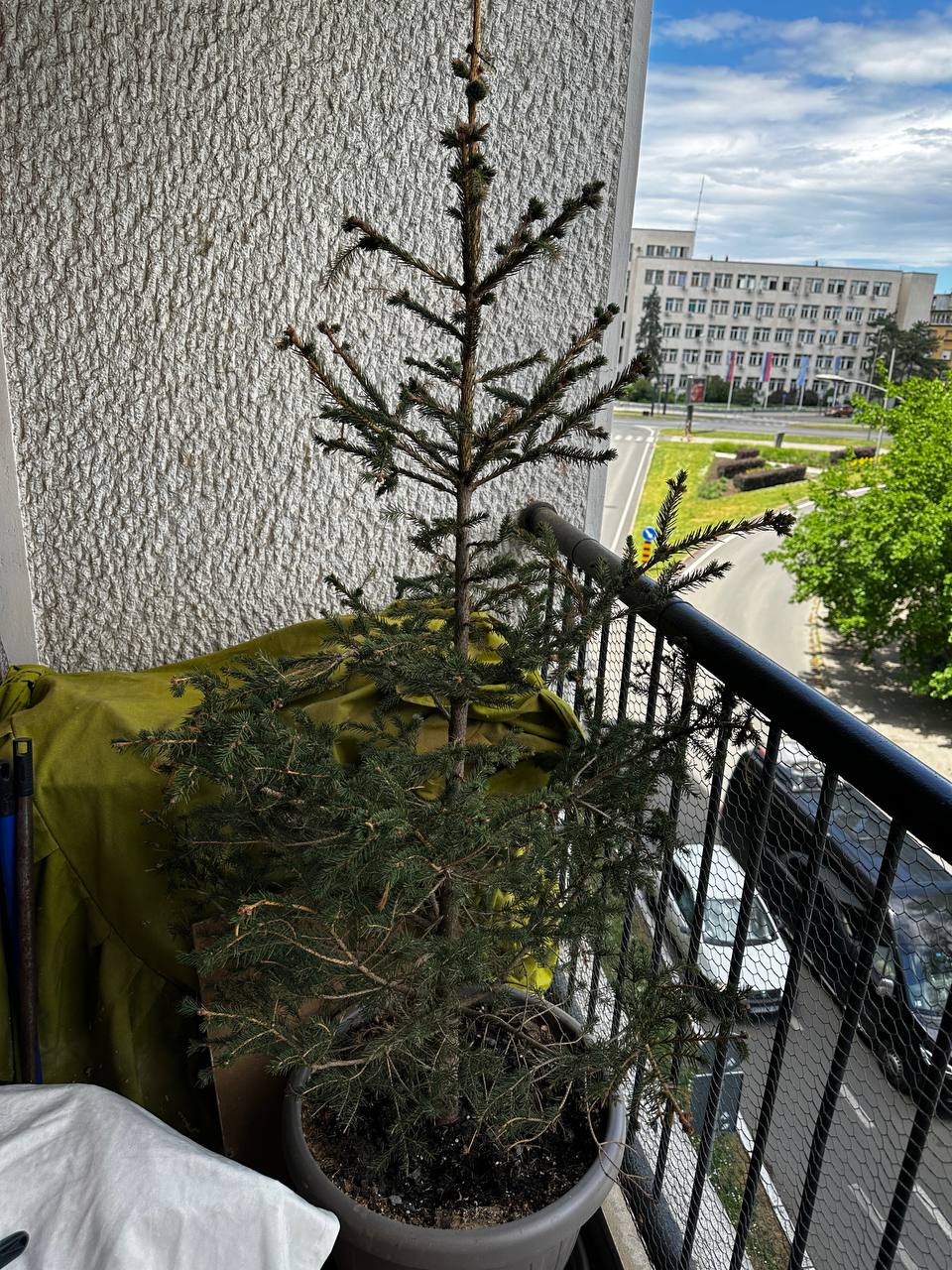 елка photo 2