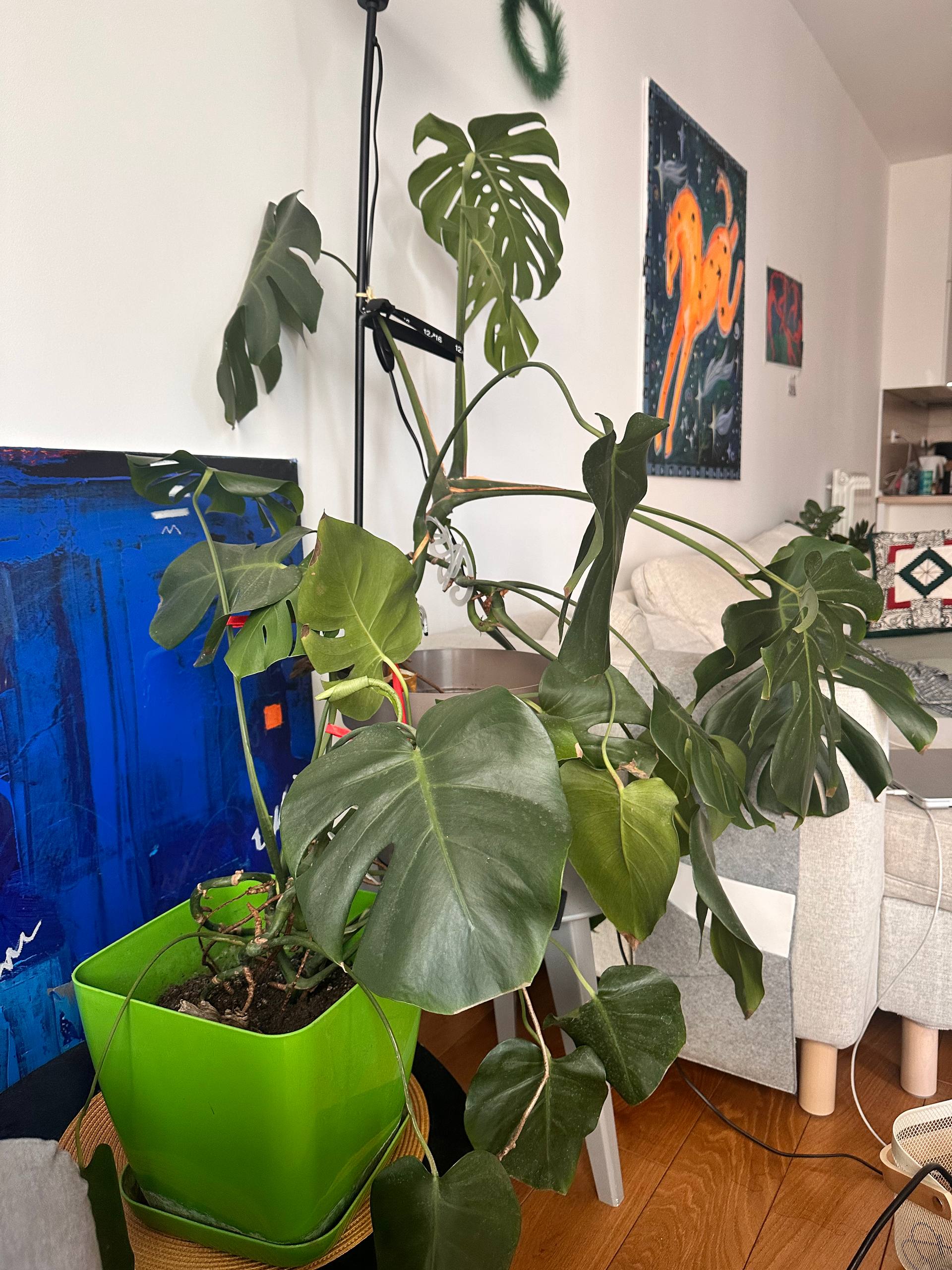 Monstera
