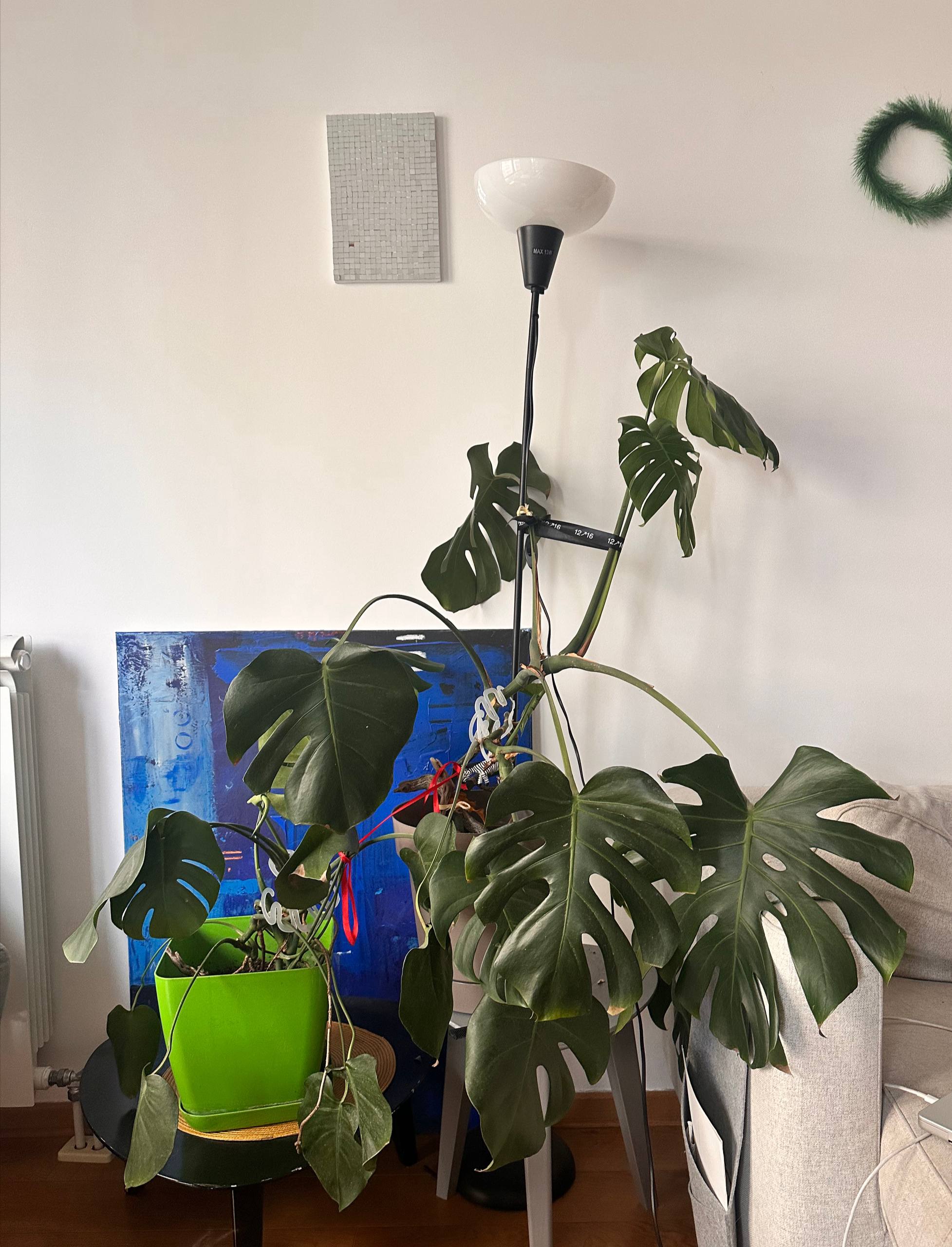 Monstera photo 2