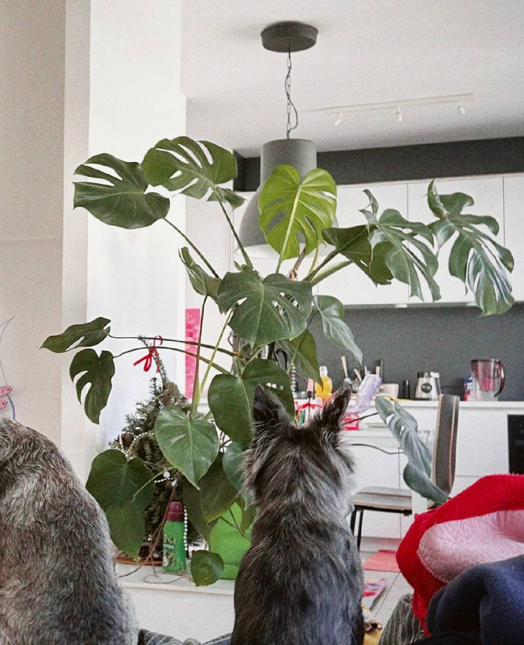 Monstera photo 3