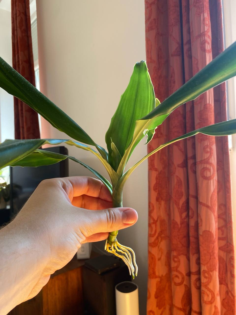 Dracena